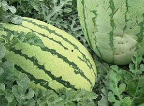 娱乐吃瓜风格是什么样的,揭秘明星们的“吃瓜”日常