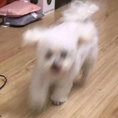 娱乐圈吃瓜小狗,揭秘“吃瓜小狗”背后的八卦风云